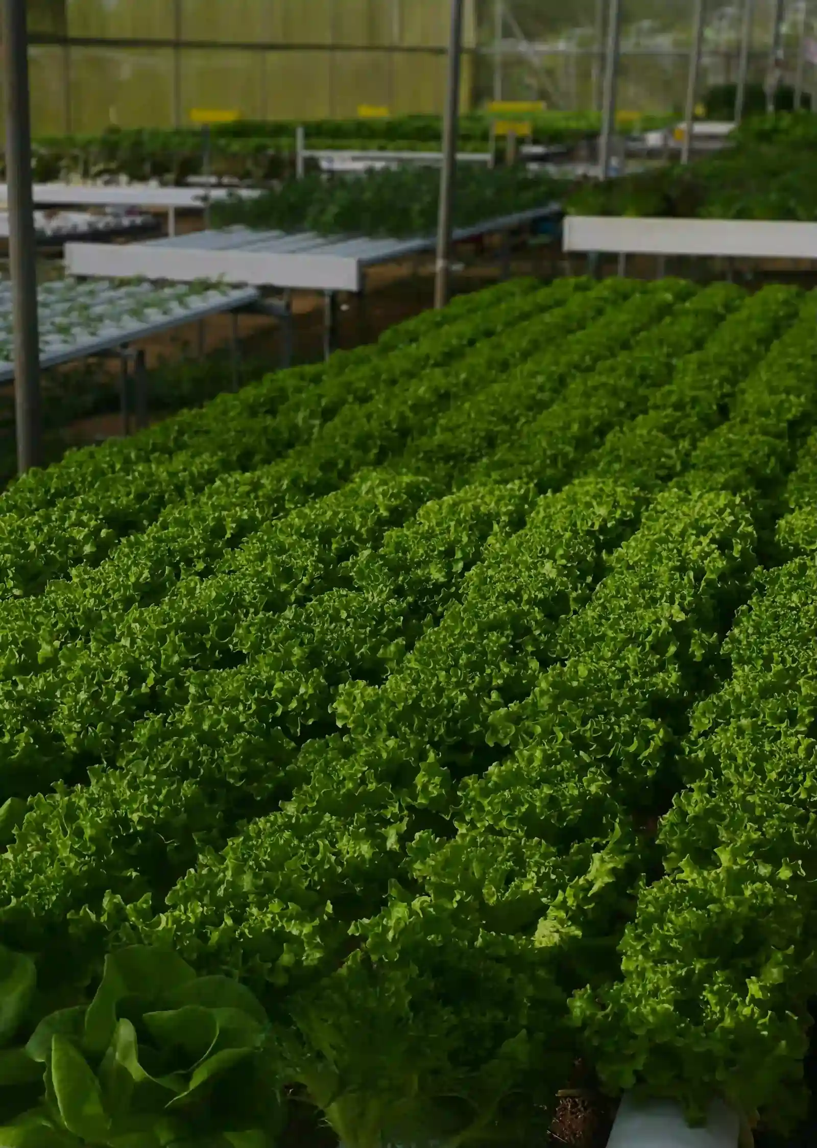 温室水耕栽培